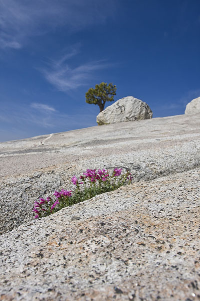 Blumen auf Fels, Kalifornien 2008, Yosemite NP