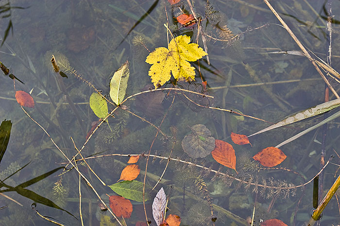 Herbst, Kroatien 2007, Plitzwitzer Seen